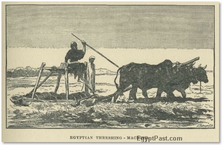 Egyptian Threshing Machine